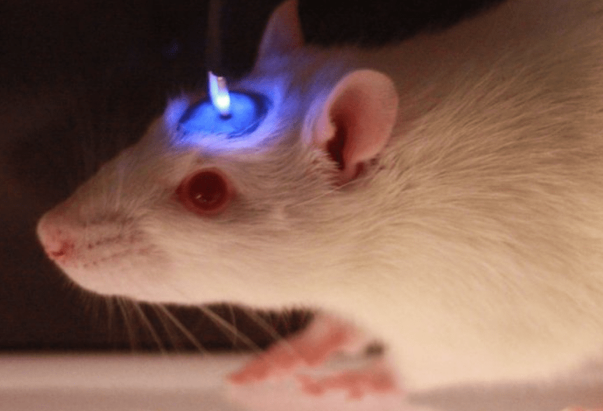 Optogenetica is een biologische technologie waarbij middels genetische manipulatie cellen gevoelig gemaakt worden voor licht.